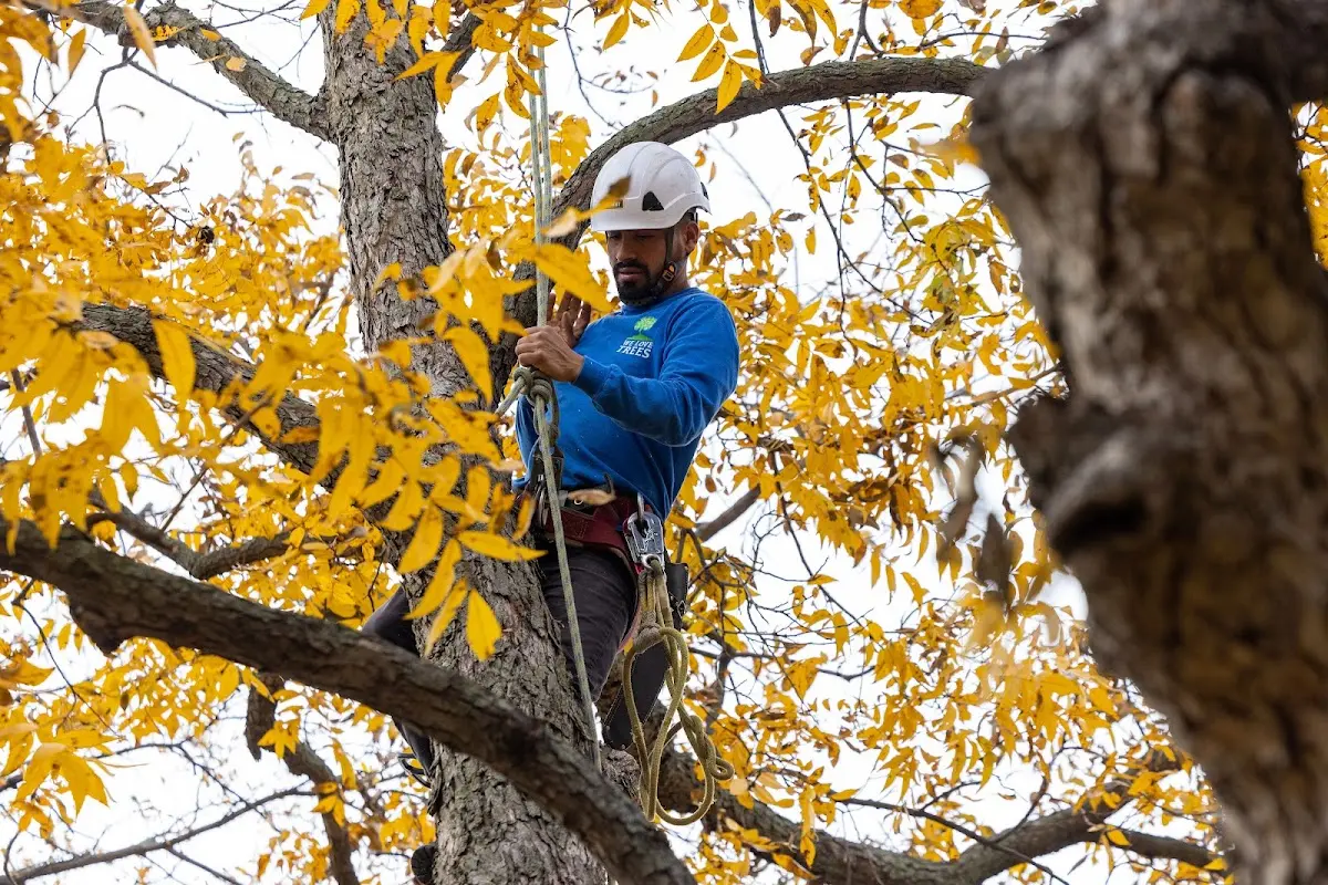 Skilled Tree Trimming crew working in Douglas