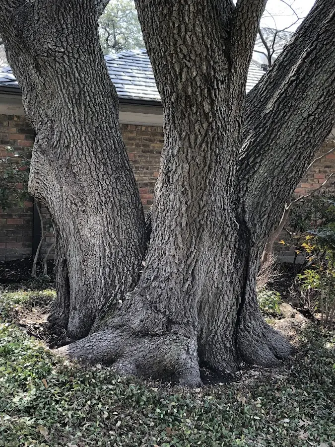 Mature heritage tree close to a Douglas property cared for by certified arborists